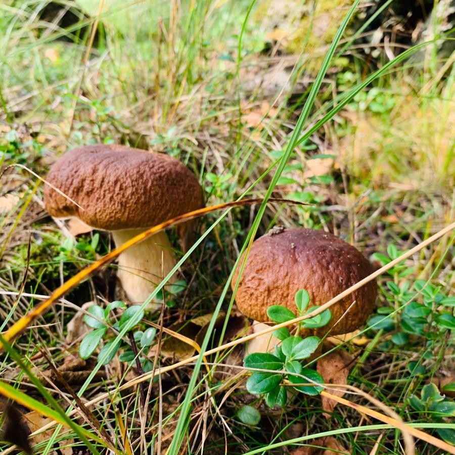 Pokoje Goscinne Ewela Łeba Buitenkant foto